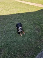 Tessa, a female Bernese Mountain Dog for sale in Montezuma, GA – Photo 1 of 4