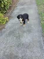 Tessa, a female Bernese Mountain Dog for sale in Montezuma, GA – Photo 4 of 4