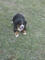 Tessa, a female Bernese Mountain Dog for sale in Montezuma, GA – Photo 3 of 4