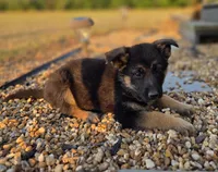 Leo, a male German Shepherd Dog for sale in Montezuma, GA – Photo 1 of 2