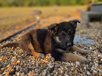 Leo, a male German Shepherd Dog for sale in Montezuma, GA – Photo 2 of 2