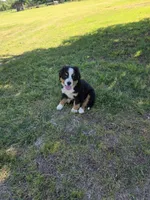 Gracie, a female Bernese Mountain Dog for sale in Montezuma, GA – Photo 2 of 3