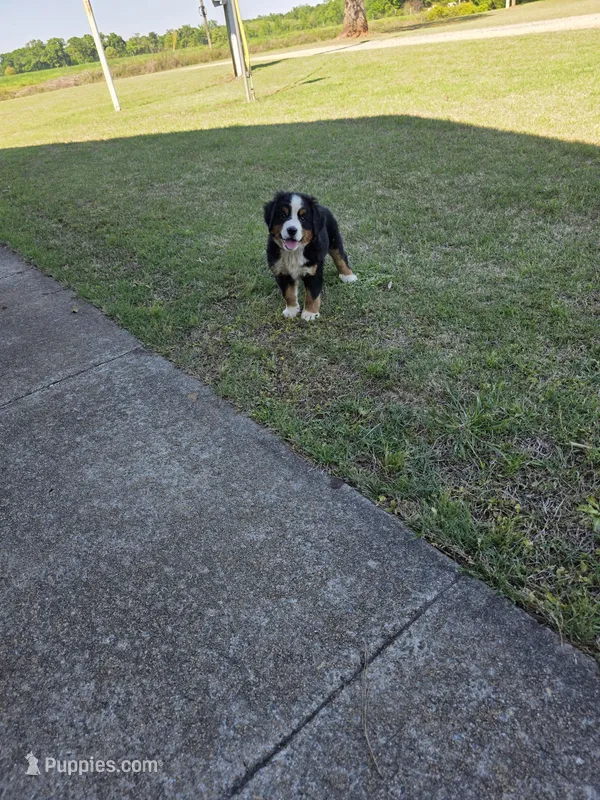 Gracie – Bernese Mountain Dog puppy for sale in Montezuma, GA