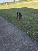 Gracie, a female Bernese Mountain Dog for sale in Montezuma, GA – Photo 1 of 3