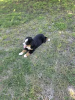 Gracie, a female Bernese Mountain Dog for sale in Montezuma, GA – Photo 3 of 3