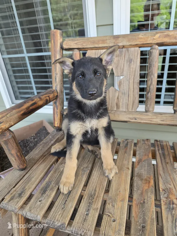 Missy – German Shepherd Dog puppy for sale in Montezuma, GA