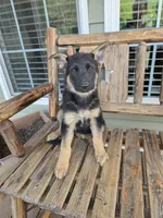 Missy, a female German Shepherd Dog for sale in Montezuma, GA – Photo 1 of 2
