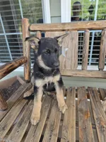 Missy, a female German Shepherd Dog for sale in Montezuma, GA – Photo 2 of 2