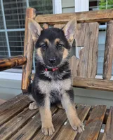 Macy, a female German Shepherd Dog for sale in Montezuma, GA – Photo 1 of 2
