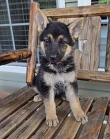 Macy, a female German Shepherd Dog for sale in Montezuma, GA – Photo 2 of 2