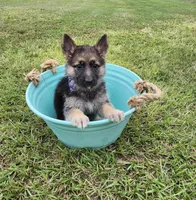 Sophie, a female German Shepherd Dog for sale in Montezuma, GA – Photo 2 of 2