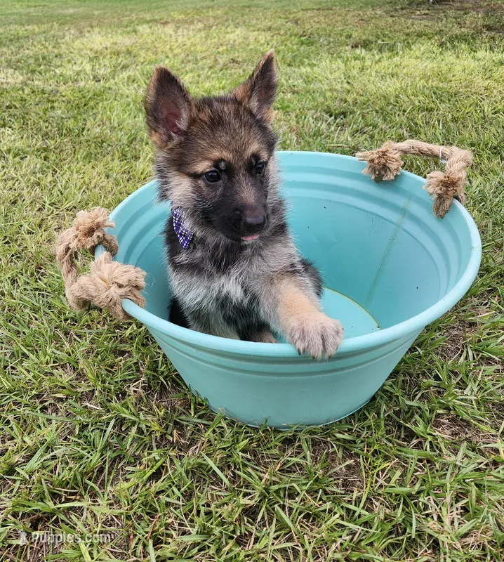 Sophie, a female German Shepherd Dog for sale in Montezuma, GA – Photo 1 of 2