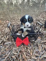 Button, a female Bernese Mountain Dog for sale in Montezuma, GA – Photo 2 of 3