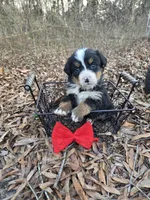Button, a female Bernese Mountain Dog for sale in Montezuma, GA – Photo 1 of 3