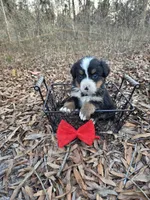 Button, a female Bernese Mountain Dog for sale in Montezuma, GA – Photo 3 of 3