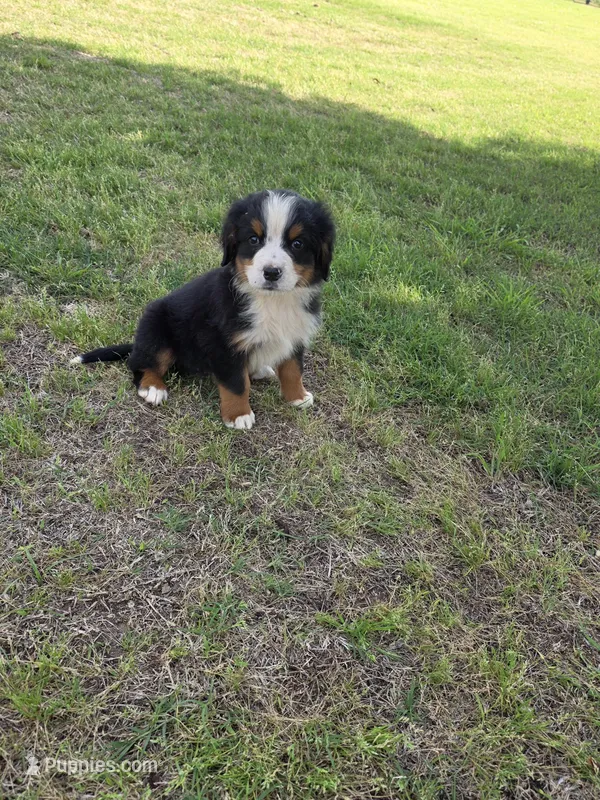 Jasper – Bernese Mountain Dog puppy for sale in Montezuma, GA