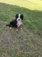 Jasper, a male Bernese Mountain Dog for sale in Montezuma, GA – Photo 1 of 4