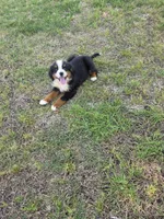 Jasper, a male Bernese Mountain Dog for sale in Montezuma, GA – Photo 4 of 4
