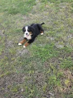 Jasper, a male Bernese Mountain Dog for sale in Montezuma, GA – Photo 3 of 4