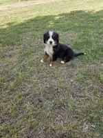 Jasper, a male Bernese Mountain Dog for sale in Montezuma, GA – Photo 2 of 4