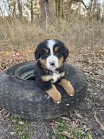 Blaze, a male Bernese Mountain Dog for sale in Montezuma, GA – Photo 1 of 2