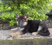 April, a female German Shepherd Dog for sale in Montezuma, GA – Photo 2 of 2