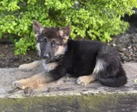 April, a female German Shepherd Dog for sale in Montezuma, GA – Photo 1 of 2