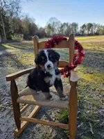 Jasper, a male Bernese Mountain Dog for sale in Montezuma, GA – Photo 2 of 2