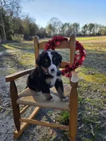 Jasper, a male Bernese Mountain Dog for sale in Montezuma, GA – Photo 1 of 2