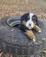 Cooper, a male Bernese Mountain Dog for sale in Montezuma, GA – Photo 1 of 2