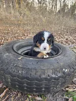 Cooper, a male Bernese Mountain Dog for sale in Montezuma, GA – Photo 2 of 2