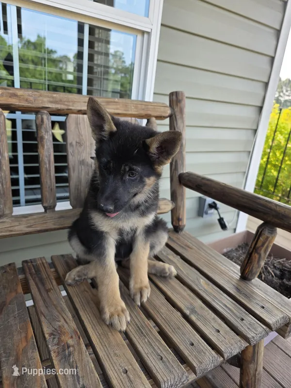 Georgia  – German Shepherd Dog puppy for sale in Montezuma, GA