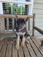 Georgia , a female German Shepherd Dog for sale in Montezuma, GA – Photo 2 of 2