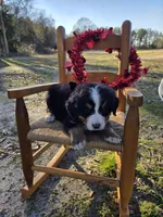 Tessa, a female Bernese Mountain Dog for sale in Montezuma, GA – Photo 1 of 2
