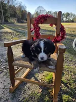Tessa, a female Bernese Mountain Dog for sale in Montezuma, GA – Photo 2 of 2