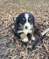 processed/a3fe25e2-cf16-4dd5-8c33-5ce8c08c7213/listing/d485fb09-d08f-46f0-ad15-1a149f0893d3/596018a3-b6b2-4dae-b49b-206ae1b1a095