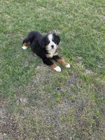 Sammy, a male Bernese Mountain Dog for sale in Montezuma, GA – Photo 2 of 3