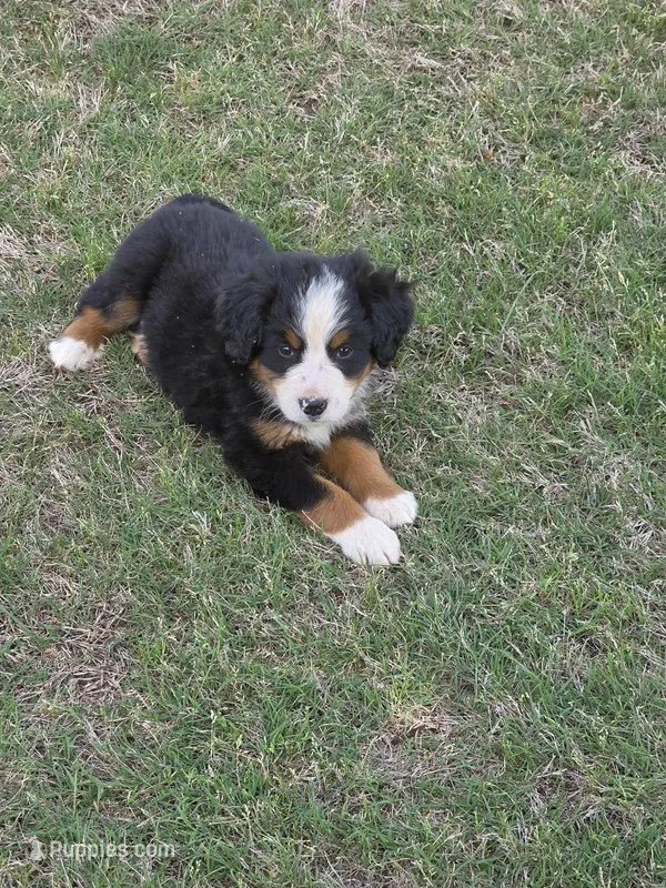Sammy – Bernese Mountain Dog puppy for sale in Montezuma, GA