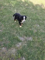 Sammy, a male Bernese Mountain Dog for sale in Montezuma, GA – Photo 3 of 3