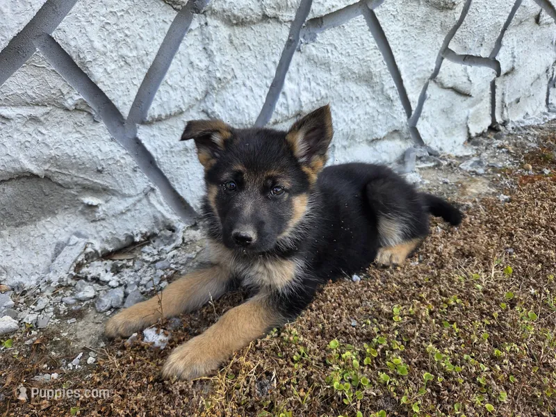 Bruno – German Shepherd Dog puppy for sale in Montezuma, GA