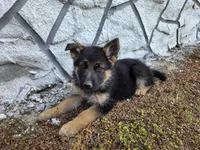 Bruno, a male German Shepherd Dog for sale in Montezuma, GA – Photo 1 of 2