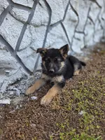 Bruno, a male German Shepherd Dog for sale in Montezuma, GA – Photo 2 of 2
