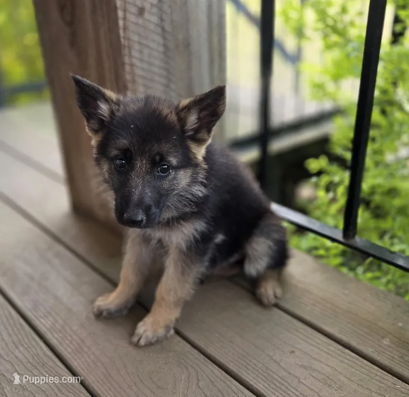 Maggie – German Shepherd Dog puppy for sale in Montezuma, GA