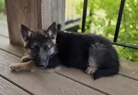 Maggie, a female German Shepherd Dog for sale in Montezuma, GA – Photo 2 of 2