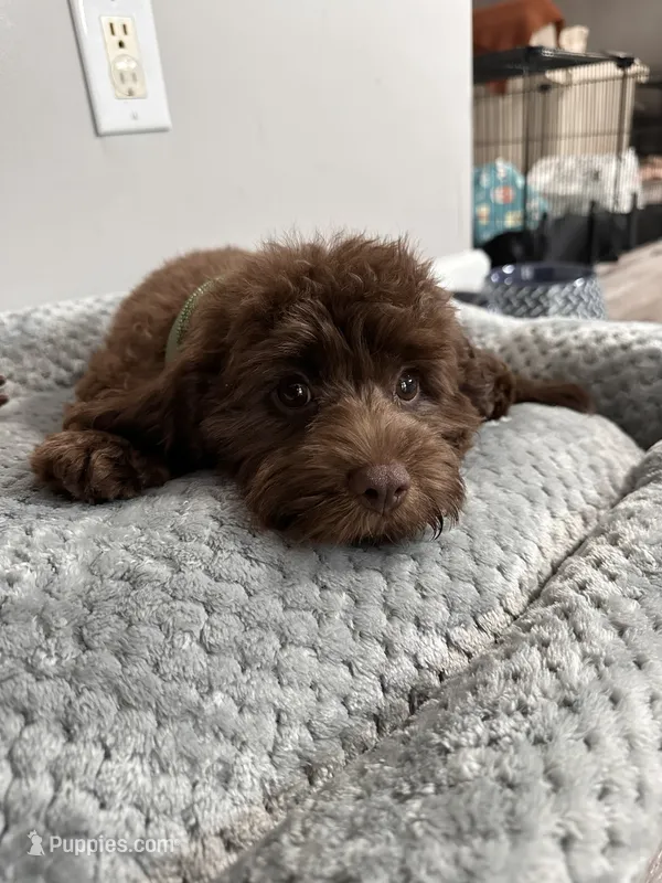 Chocolate  – Cavapoo puppy for sale in Inman, SC