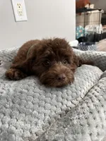 Chocolate , a male Cavapoo for sale in Inman, SC – 1 of 1