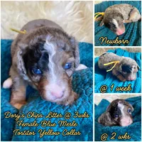 Tostitos "Tilly", a female Miniature Bernedoodle and Miniature Aussiedoodle for sale in Seattle, WA – 3 of 4