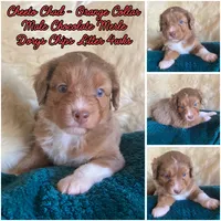 Cheeto Chad, a male Miniature Bernedoodle and Miniature Aussiedoodle for sale in Seattle, WA – 2 of 4