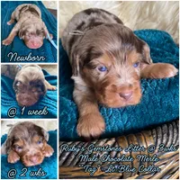 Tanzinite "Taz", a male Miniature Bernedoodle and Miniature Aussiedoodle for sale in Seattle, WA – 3 of 4