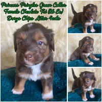 "Princess" Pringles , a female Miniature Bernedoodle and Miniature Aussiedoodle for sale in Seattle, WA – 2 of 4